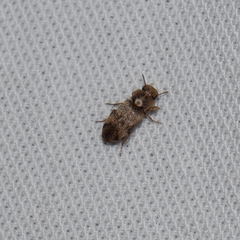 Lepidocnemeplatia sericea