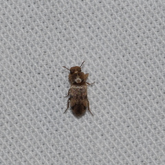 Lepidocnemeplatia sericea