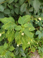 Impatiens parviflora