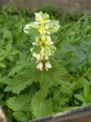 Lamium album