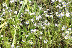 Porterella carnosula