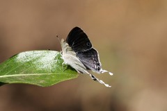 Leptomyrina hirundo