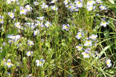 Porterella carnosula