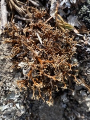 Sphaerophorus fragilis