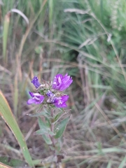 Campanula glomerata