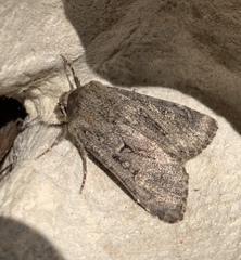 Apterogenum ypsillon