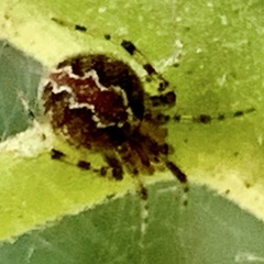 Theridion pictum