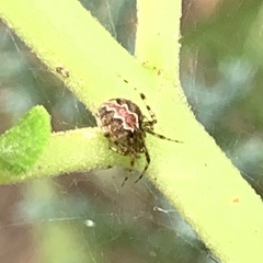 Theridion pictum