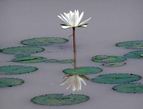 Egyptian white water-lily