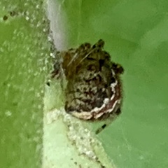 Theridion pictum