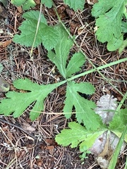 Sanicula hoffmannii