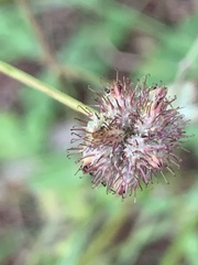 Sanicula hoffmannii