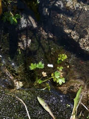 Ranunculus pygmaeus