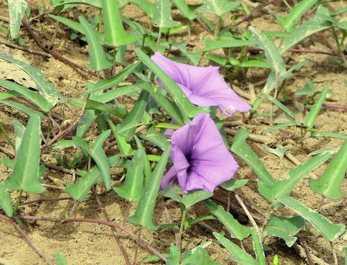 Water Morning Glory
