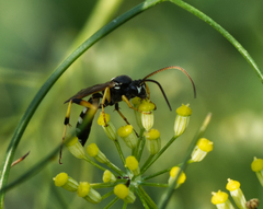Ichneumon sarcitorius