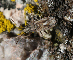 Ortholomus punctipennis