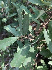 Quercus mohriana