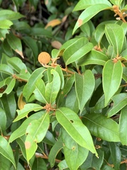 Dryocosmus castanopsidis