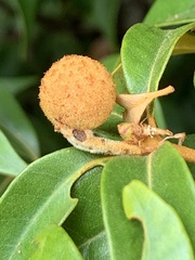 Dryocosmus castanopsidis