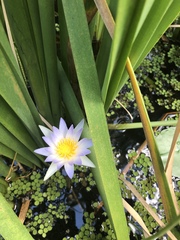 Nymphaea elegans