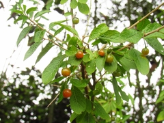 Lycianthes