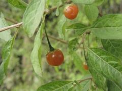 Lycianthes