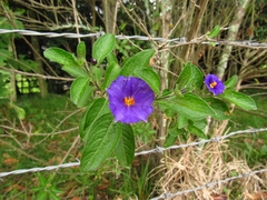 Lycianthes