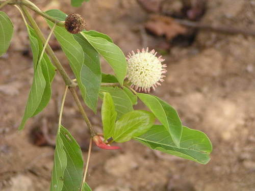 Mitragyna inermis