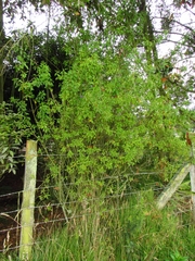 Lycianthes