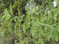 Lycianthes