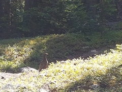 Canachites canadensis