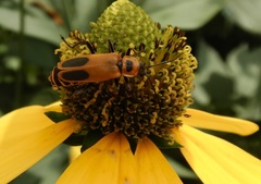Chauliognathus pensylvanicus