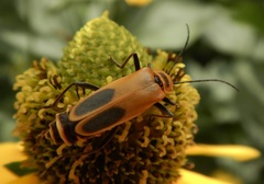 Chauliognathus pensylvanicus