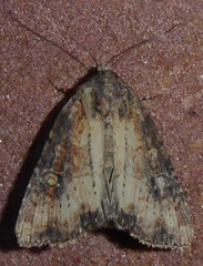 Mesapamea fractilinea