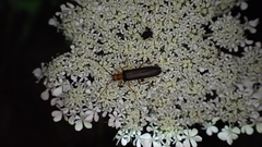 Nacerdes carniolica
