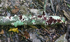 Scytinostroma artocreas