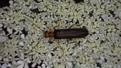 Nacerdes carniolica
