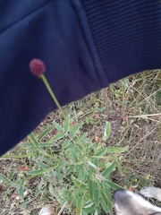Sanguisorba officinalis