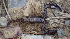Euscorpius