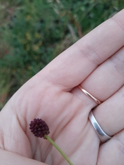 Sanguisorba officinalis