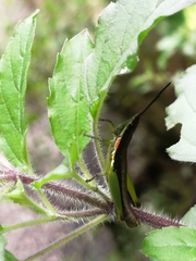 Neorthacris