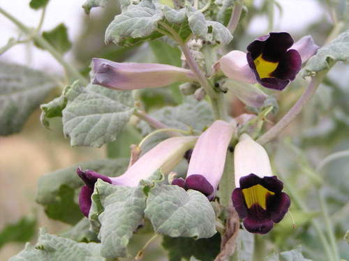 Pink Djirrie