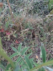 Sanguisorba officinalis