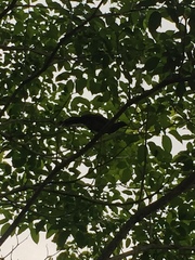 Ortalis vetula