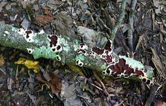 Scytinostroma artocreas