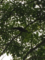 Ortalis vetula