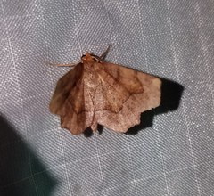 Metarranthis hypochraria