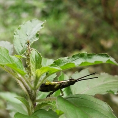 Neorthacris