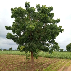 Azadirachta indica image