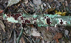 Scytinostroma artocreas